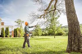 How Our Tree Care Process Works  in  Hollandale, MS