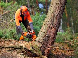 Best Commercial Tree Services  in Hollandale, MS