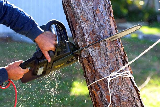 Best Tree Risk Assessment  in Hollandale, MS