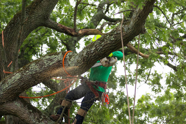 Best Root Management and Removal  in Hollandale, MS