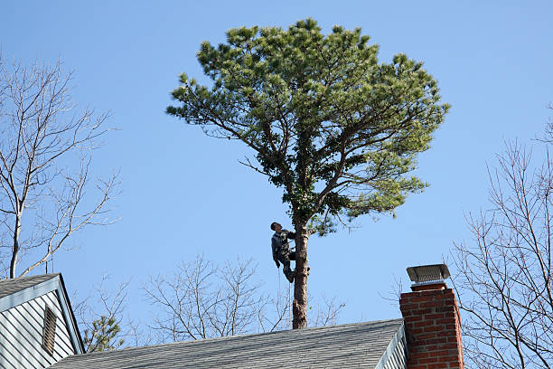 Best Tree Maintenance Programs  in Hollandale, MS