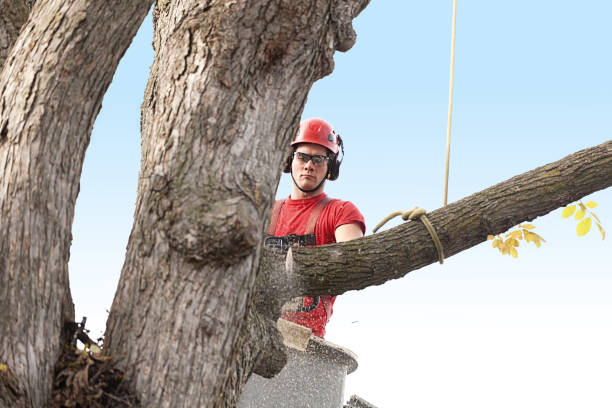 Trusted Hollandale, MS Tree Care Experts